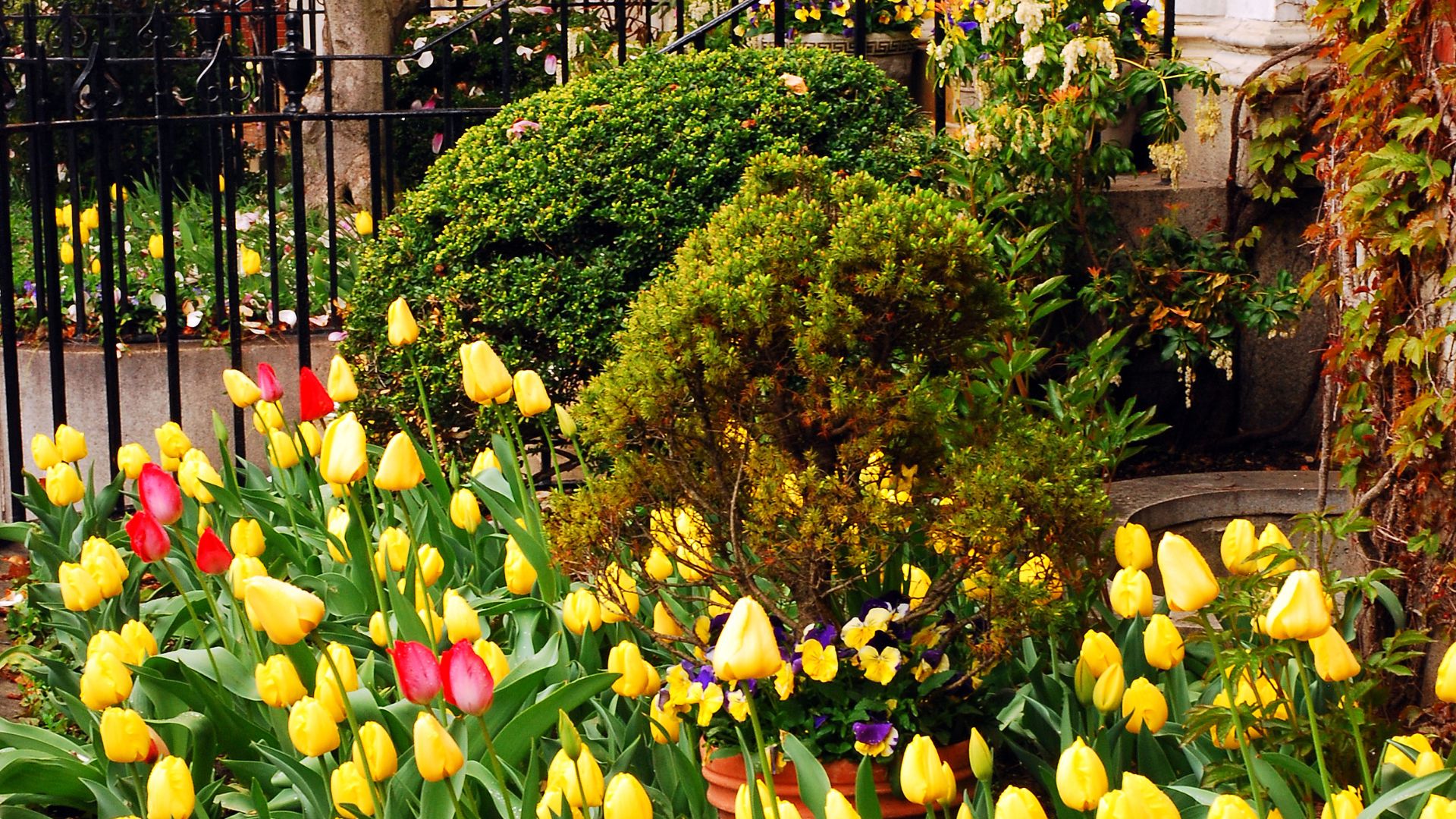 Tulips, All Other (FIRST Bloomed) 
